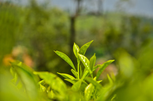 Tea_Leaves